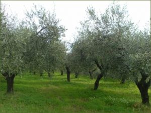 oliveto1