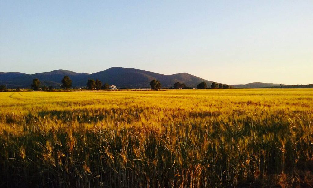 IMG_7258_vista&grano