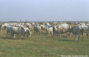 Agriturismo Maremma Vacche Maremmane