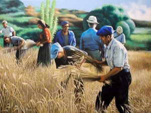 agriturismo-maremma-mietitura